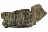 Hadrosaur (Hypacrosaurus) Jaw Section - Two Medicine Formation #110303-8